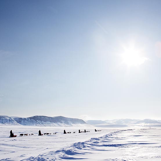 A group of sleds each being pulled by dogs across a snowy landscape.