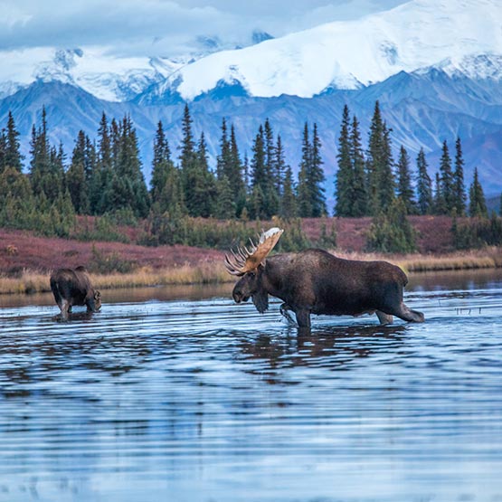 Two moose walk through a shallow lake alongside a forest.