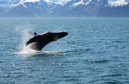 Spring Resurrection Bay Tour