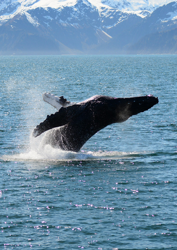 A whale breaching the water