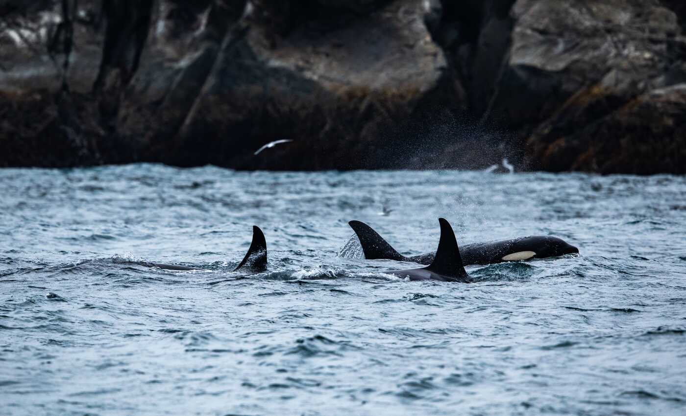 Cruise through Resurrection Bay