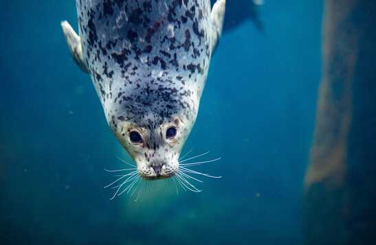 Resurrection Bay Tour x Alaska SeaLife Center