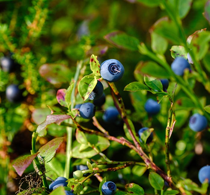 Blueberries in the forest.
